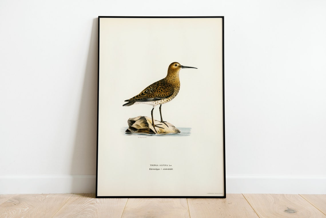 Dunlin Vintage Ornithological Shorebird Illustration Art Poster