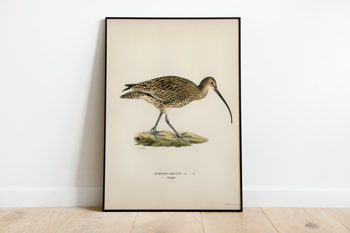 Curlew Bird Vintage Nature Art Print, Classic Decor