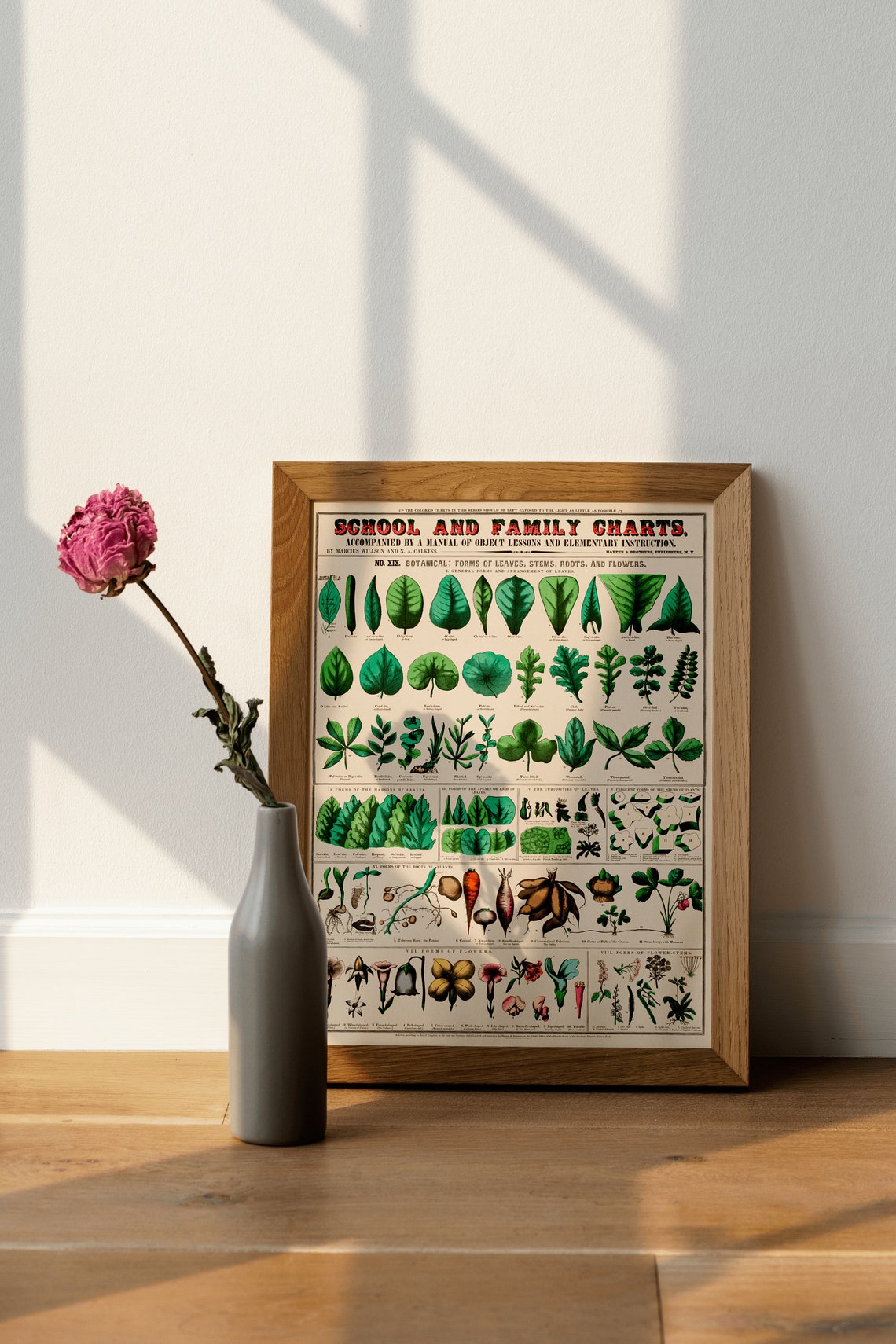 Vintage Botanical Chart Leaves Stems Roots Flowers School Poster - Image 2