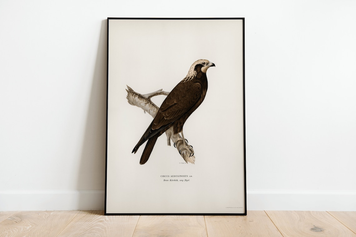 Marsh Harrier Bird of Prey Vintage Ornithology Illustration Art Print