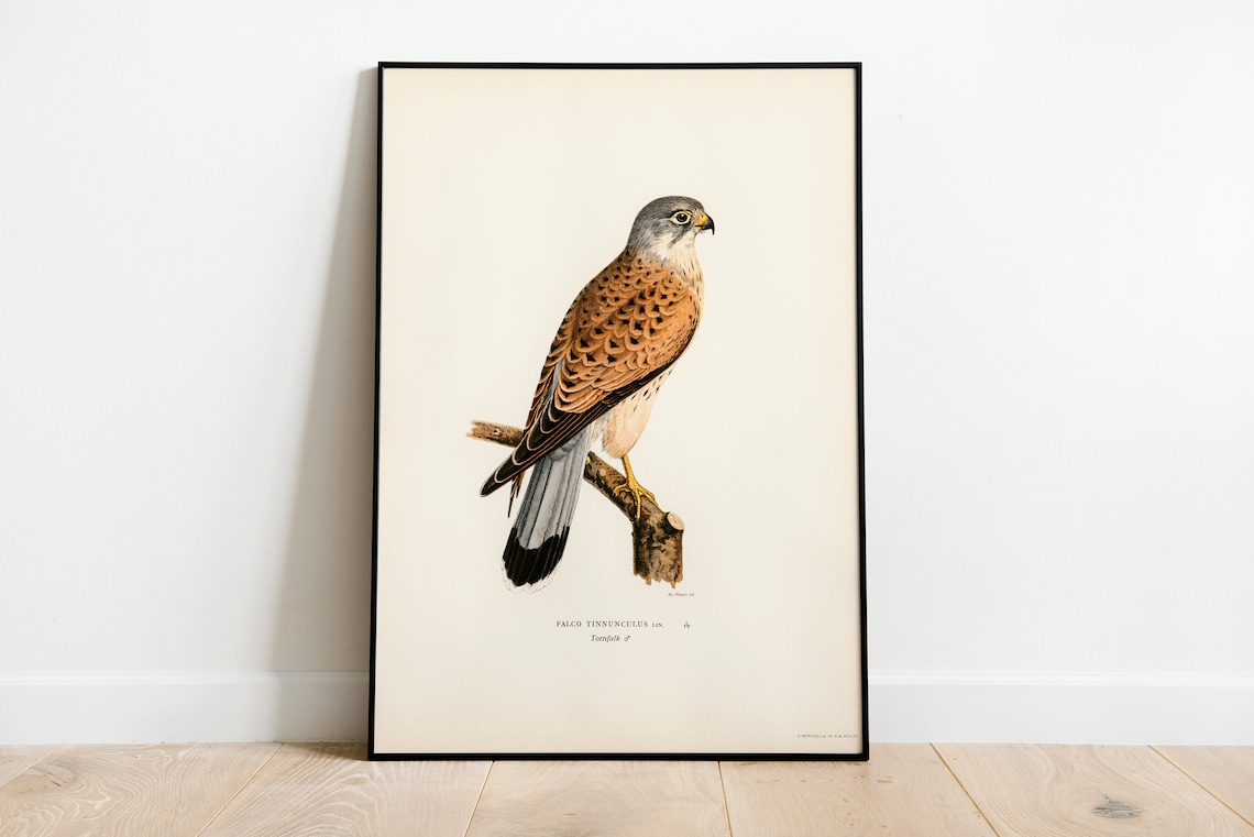 Kestrel Bird of Prey Vintage Bird Art Print