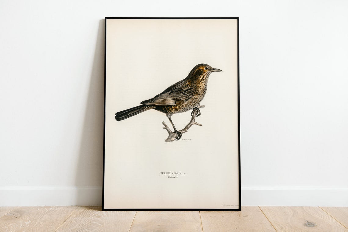 Female Blackbird Turdus Merula Vintage Bird Illustration Poster