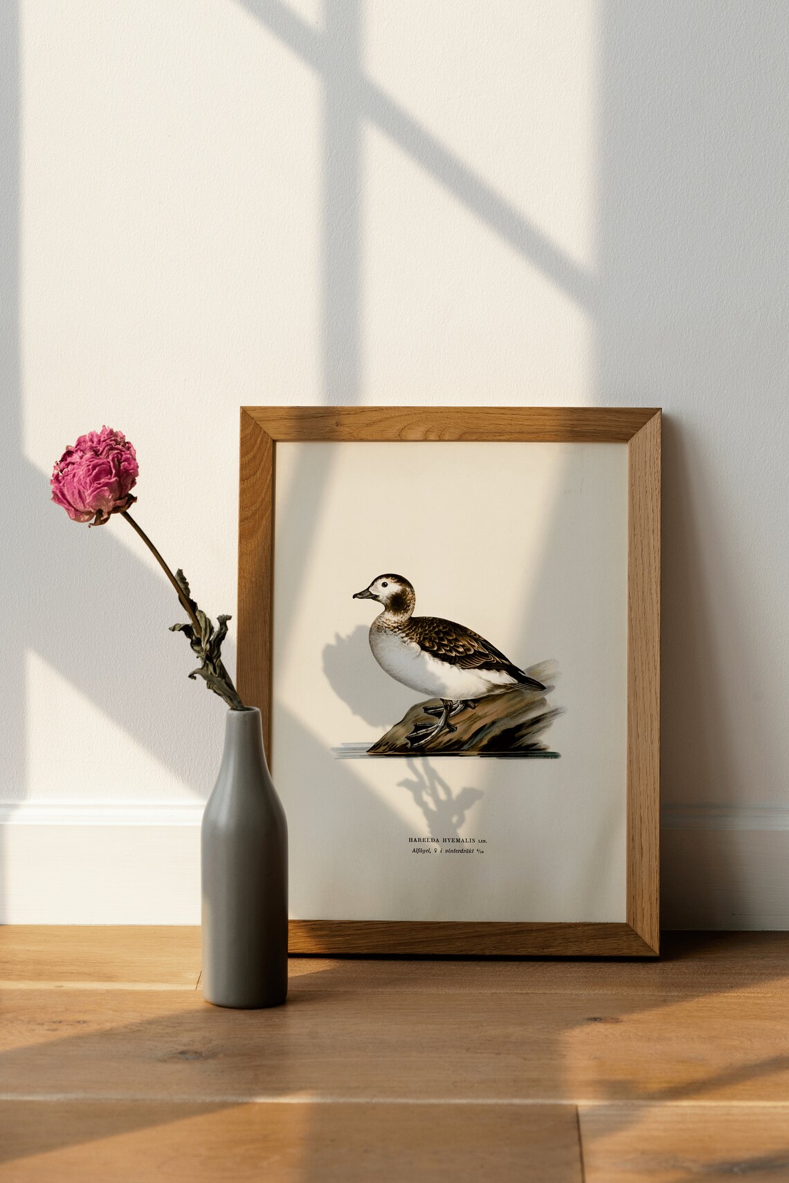 Long Tailed Duck Female Bird Art Print, Vintage Nature - Image 4