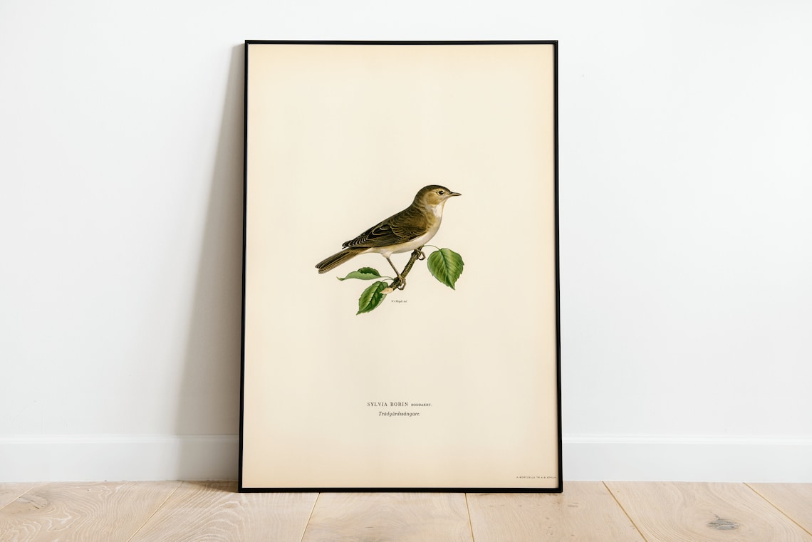 Garden Warbler Vintage Bird Illustration Naturalist Songbird Print
