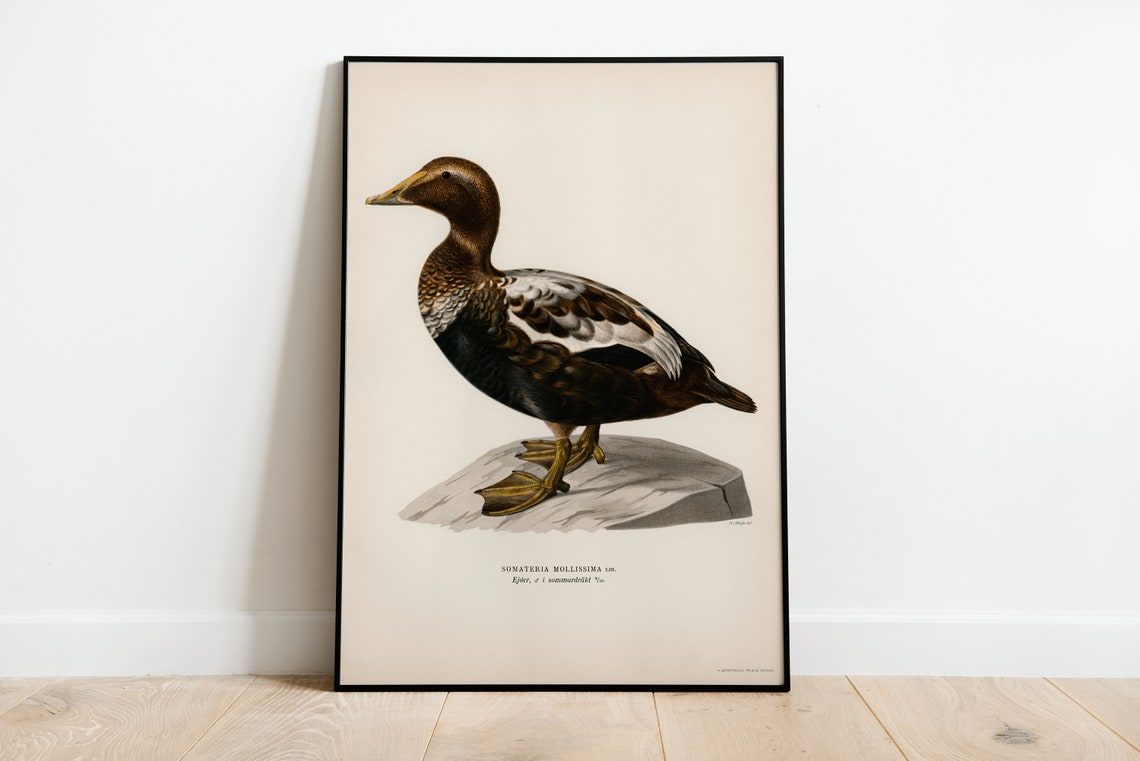 Eider Duck Seabird Vintage Ornithology Illustration Archival Poster
