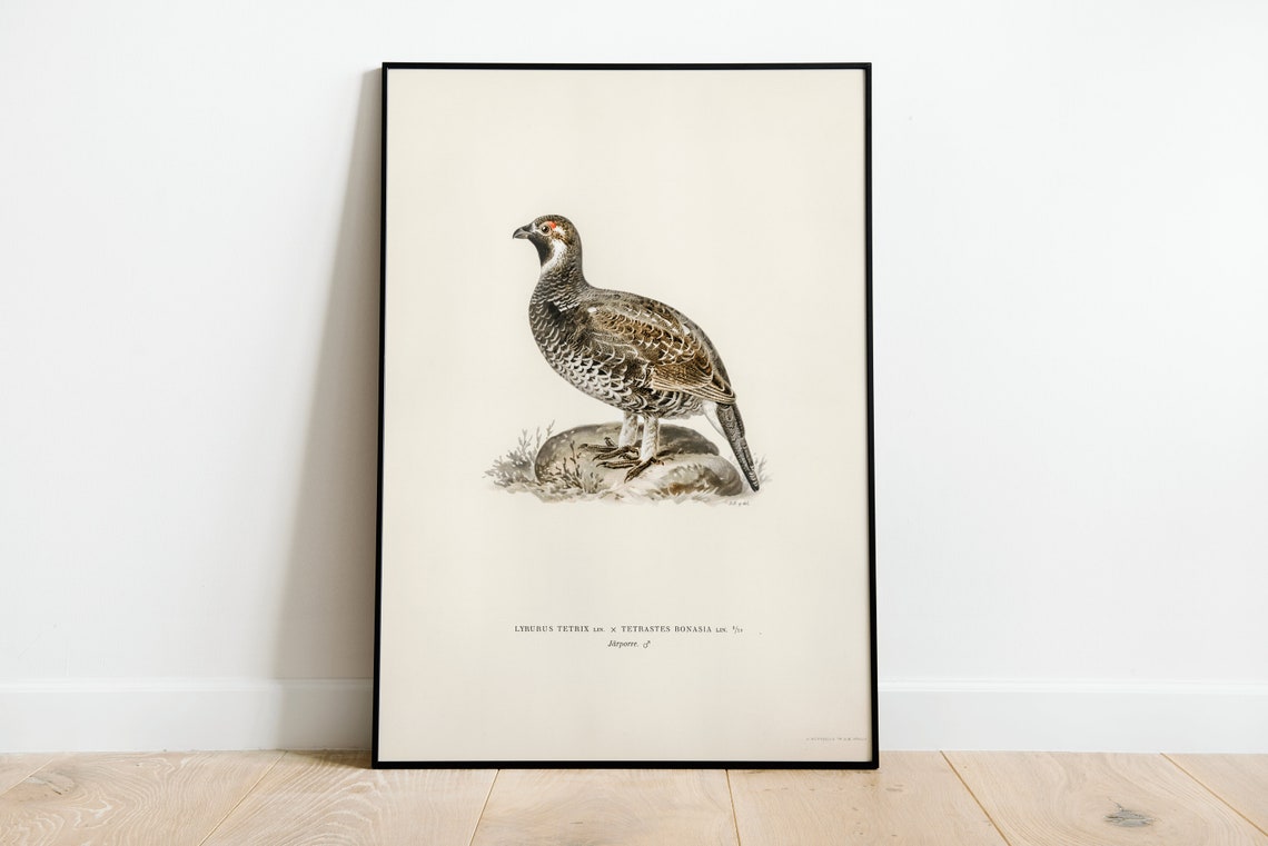 Black Grouse Hazel Grouse Hybrid Antique Game Bird Illustration Poster