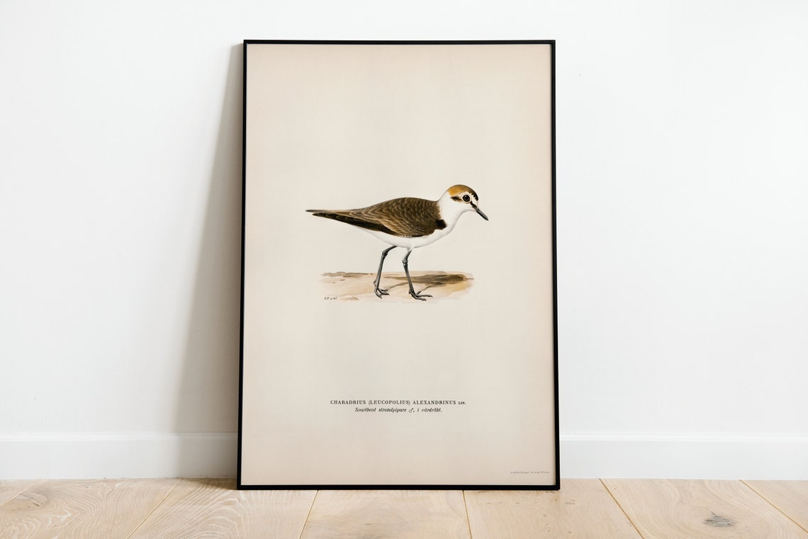 Kentish Plover Charadrius Alexandrinus Vintage Bird Art Poster