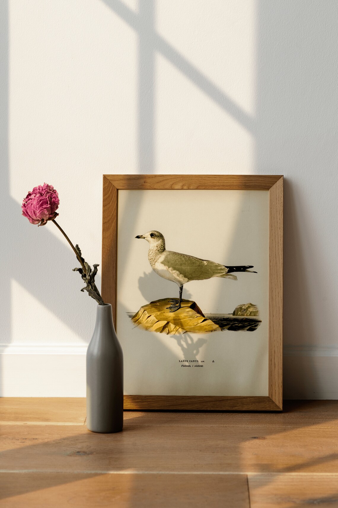 Common Gull Seabird Vintage Ornithology Illustration Naturalist Poster - Image 4