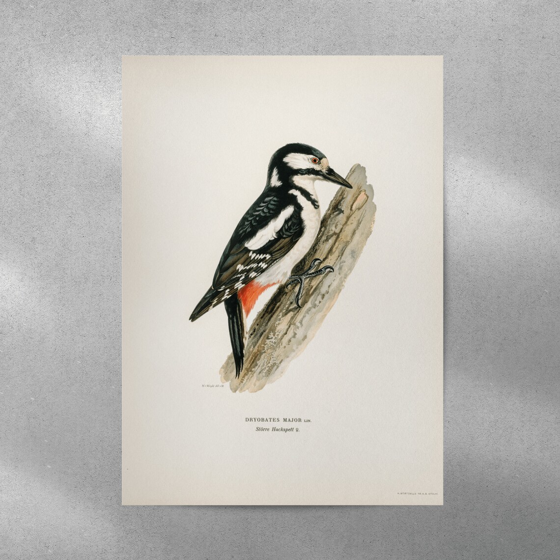 Great Spotted Woodpecker Female, Vintage Nature Poster - Image 5