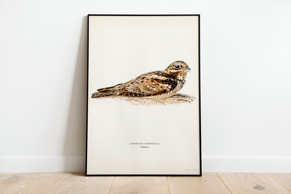 Nightjar Bird Vintage Nature Art Print Poster