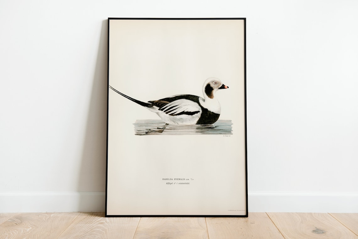 Long Tailed Duck Male Bird Poster, Vintage Nature Art - Image 3