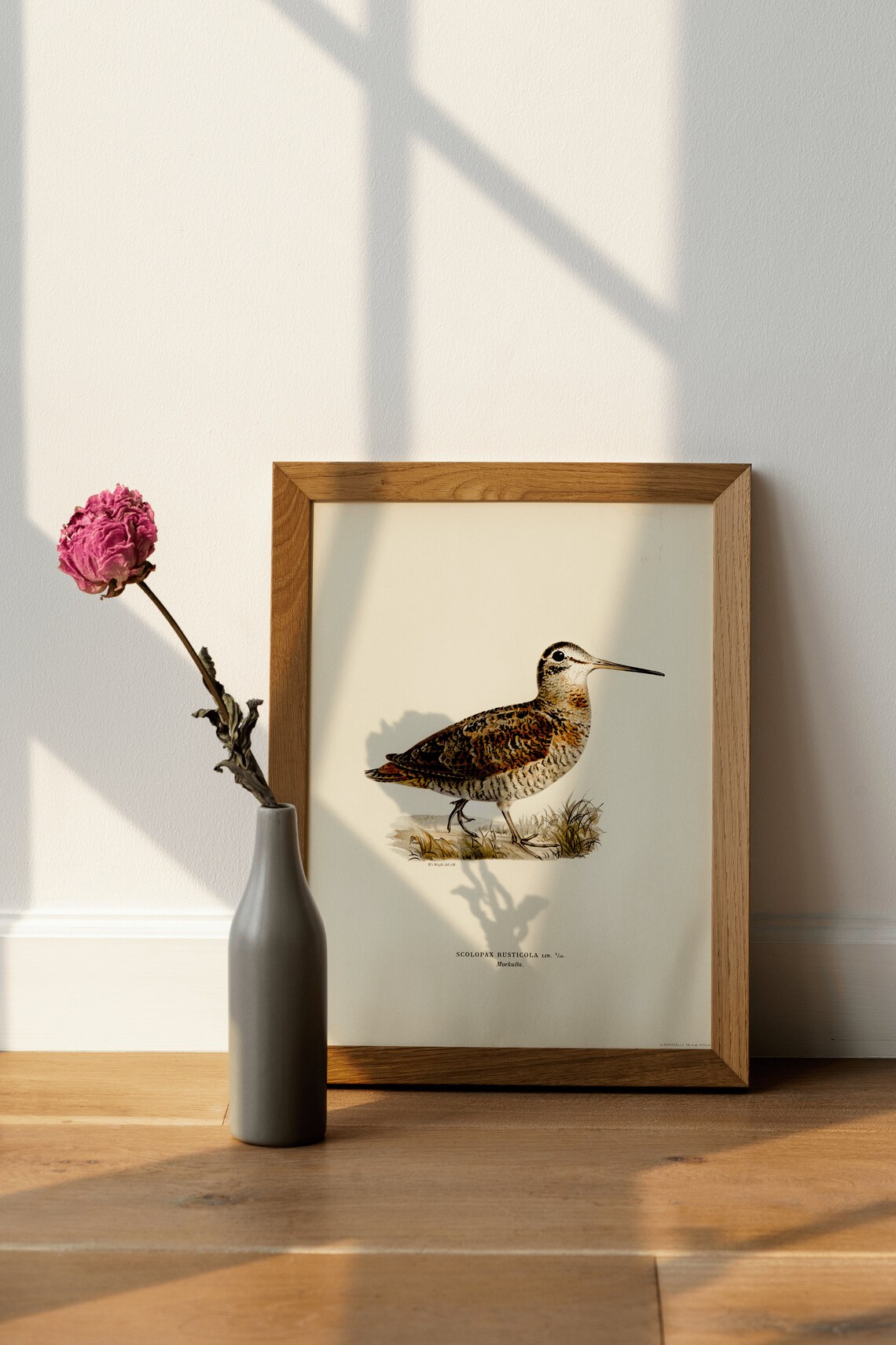 Woodcock Bird Vintage Nature Art Print, Classic Decor - Image 4