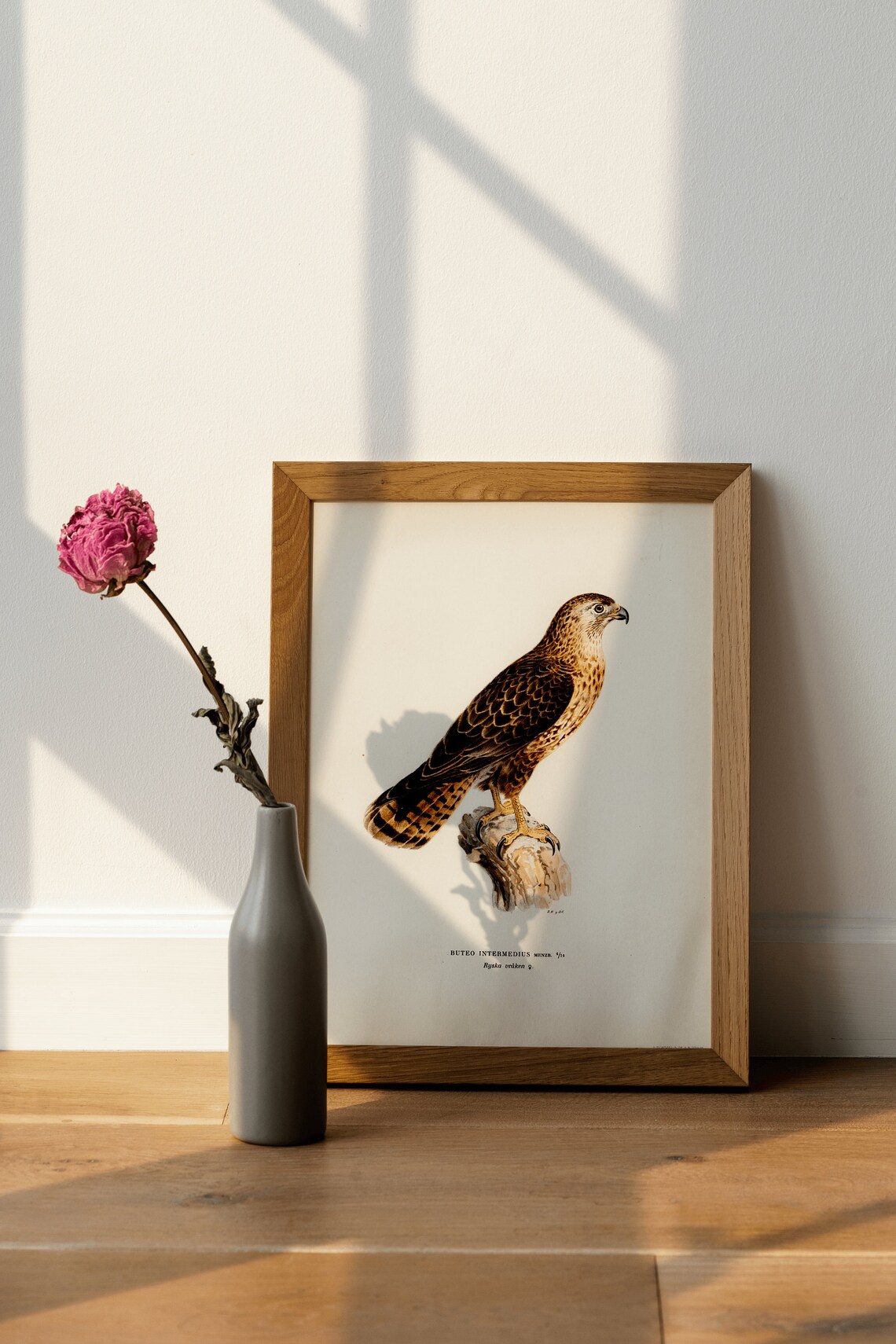 Buzzard Bird Of Prey Vintage Ornithology Illustration Poster - Image 4