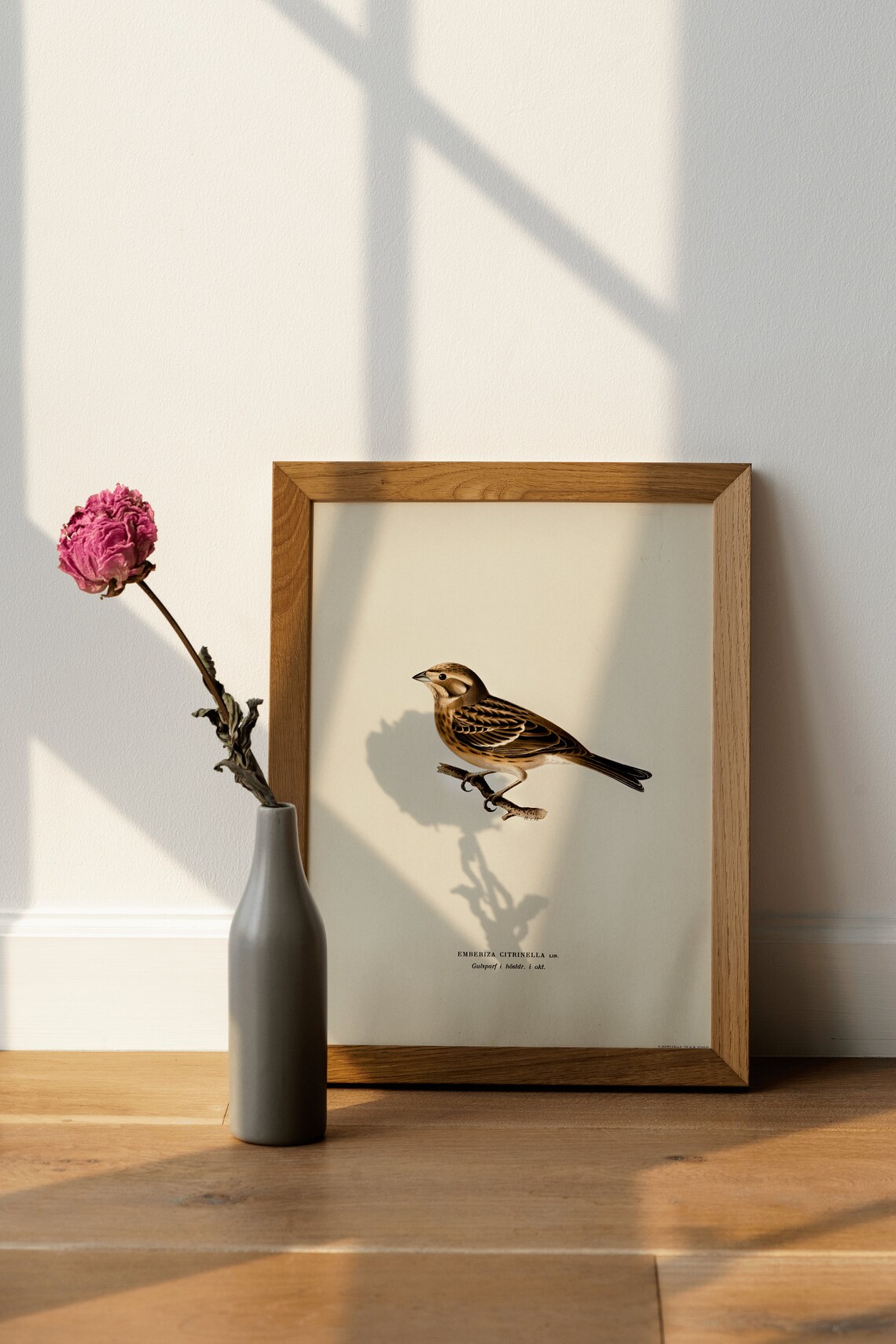 Yellowhammer Bird Vintage Nature Art Print - Image 4