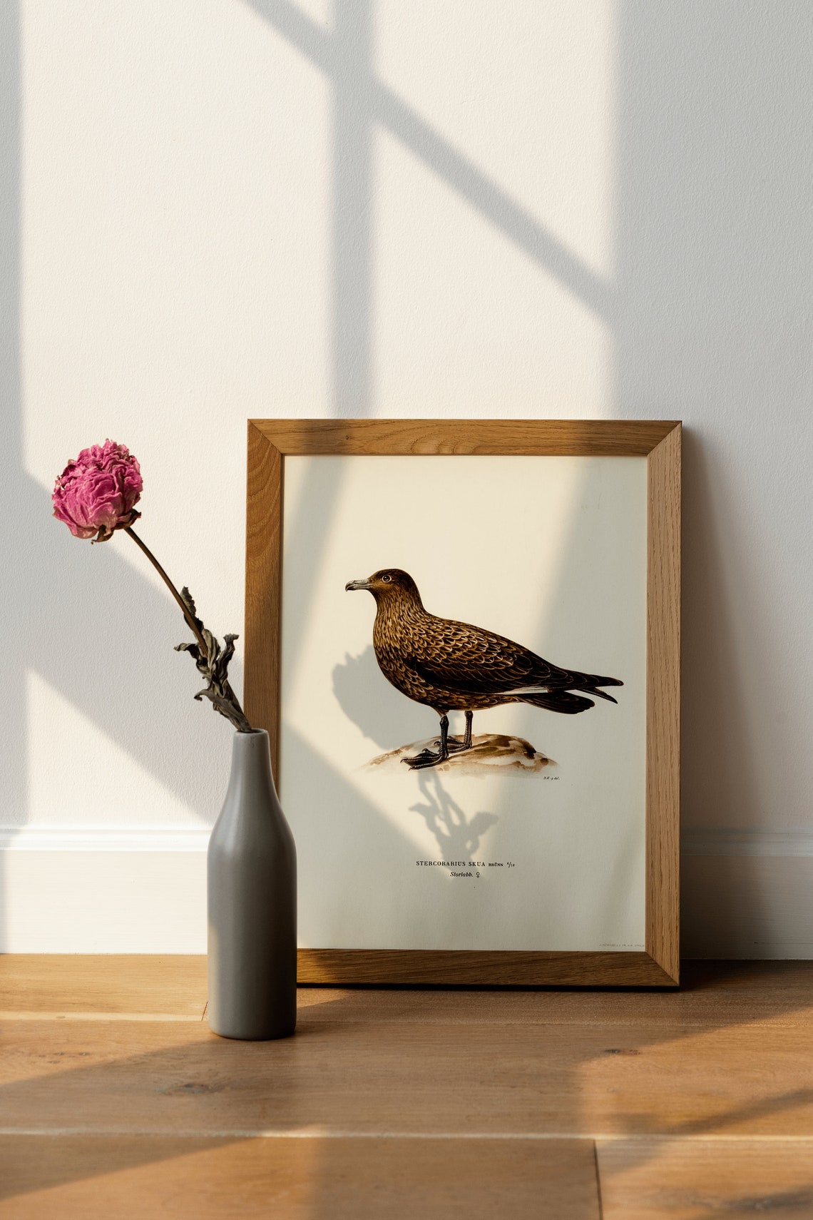 Great Skua Seabird Vintage Natural History Illustration Poster - Image 3