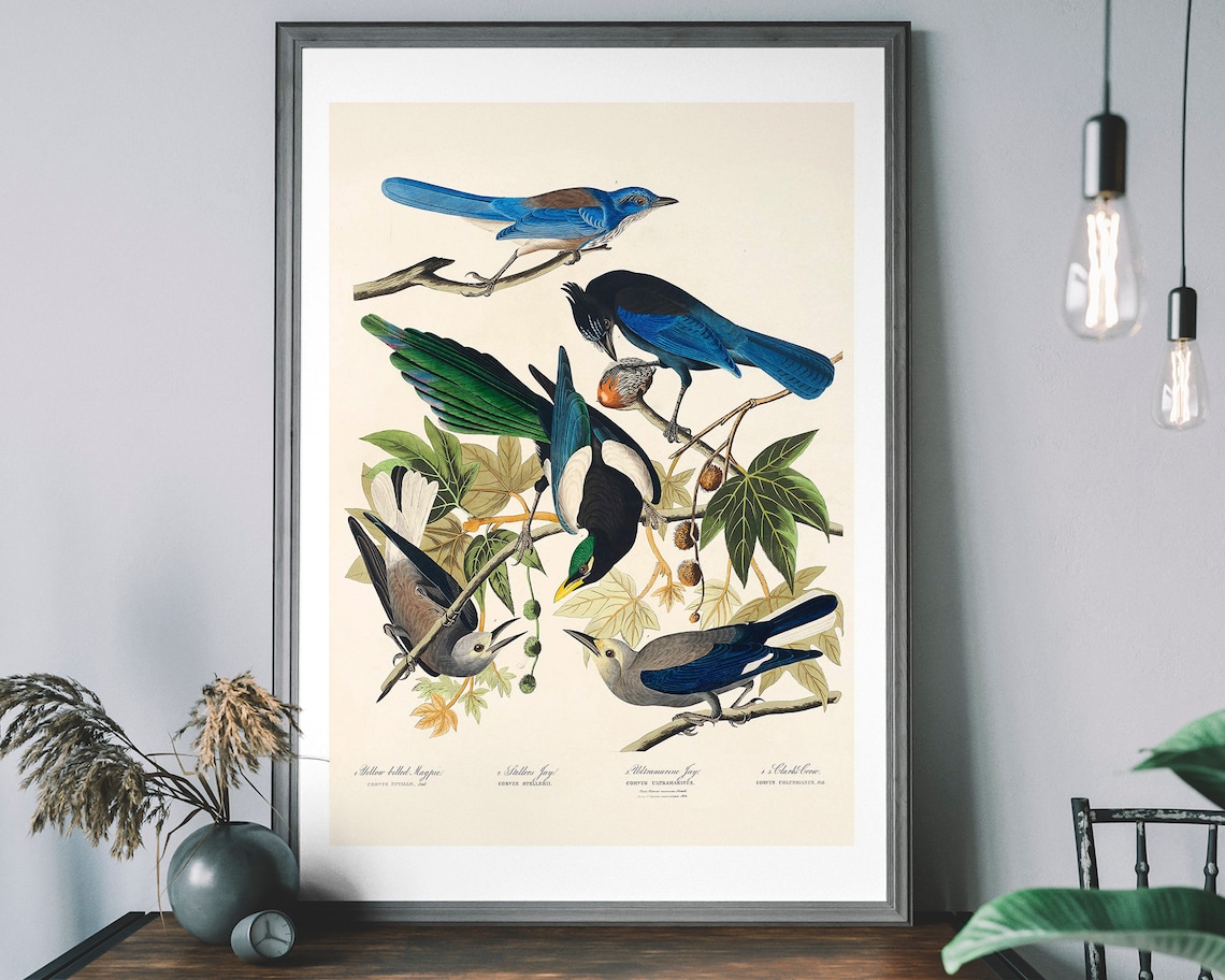 Magpie Jay Crow Vintage Bird Illustration Art Print
