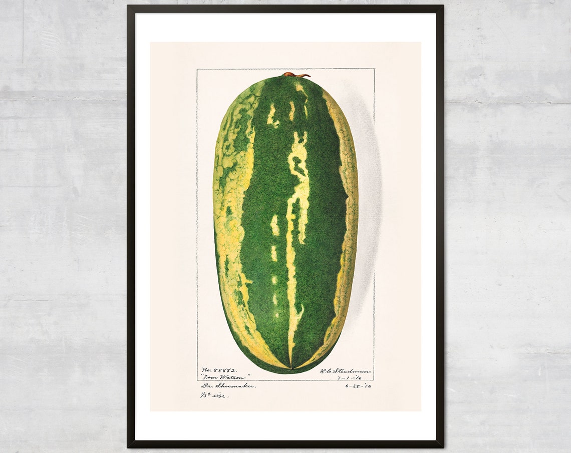 Tom Watson Watermelon Antique Botanical Vintage Illustration Poster
