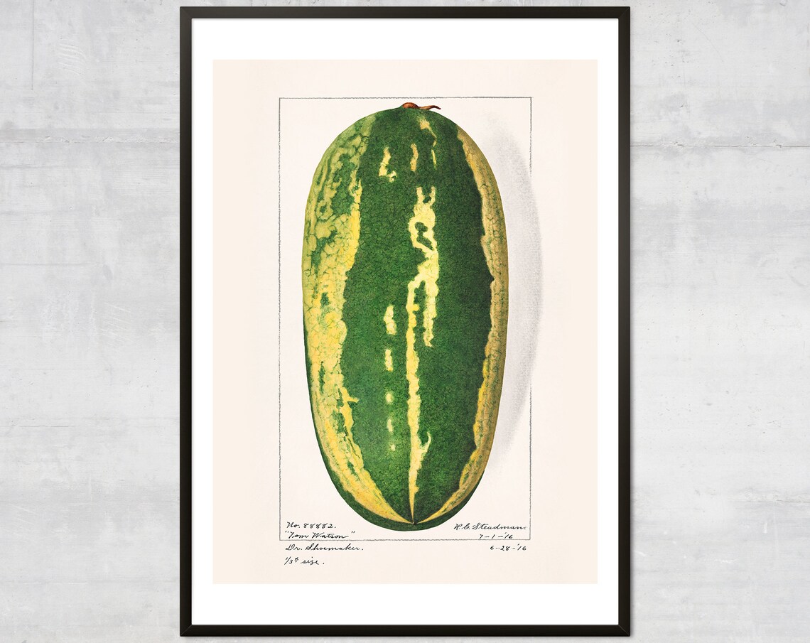 Vintage Watermelon Fruit Diagram Lithograph Art Print Antique Botanical Illustration Minimal Kitchen Wall Decor