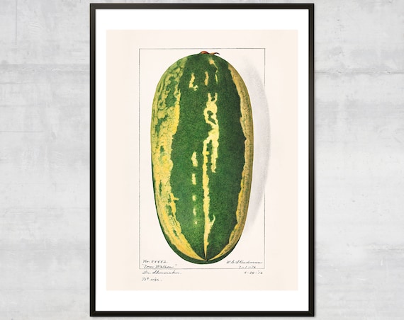 Tom Watson Watermelon Antique Botanical Vintage Illustration Poster