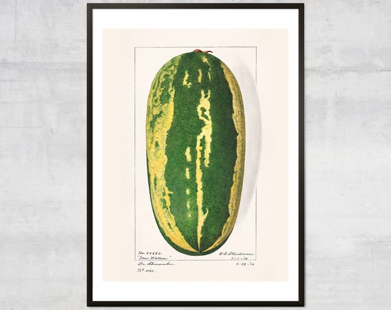 Vintage Watermelon Fruit Diagram Lithograph Art Print Antique Botanical Illustration Minimal Kitchen Wall Decor