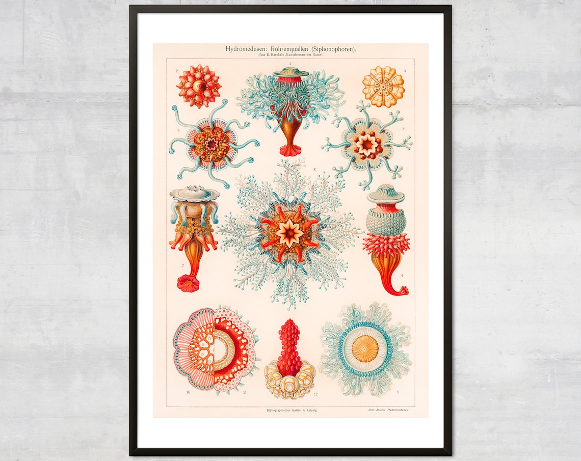 Vintage Jellyfish Art Print, Minimal Coastal Decor