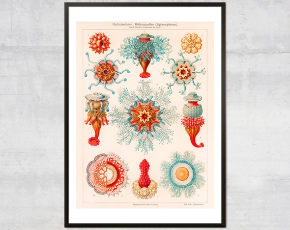 Vintage Jellyfish Art Print, Minimal Coastal Decor