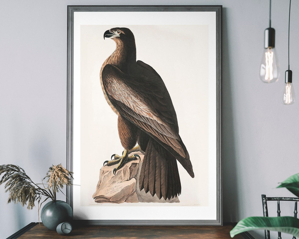 Vintage Golden Eagle Standing on Rock Audubon Style Bird Art Poster