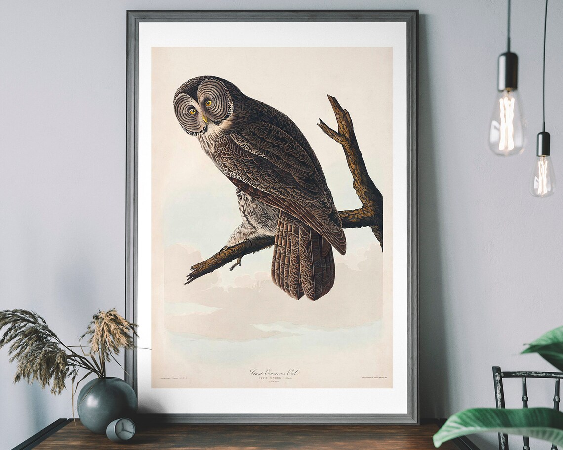 Great Owl Vintage Art Print, Birds of America