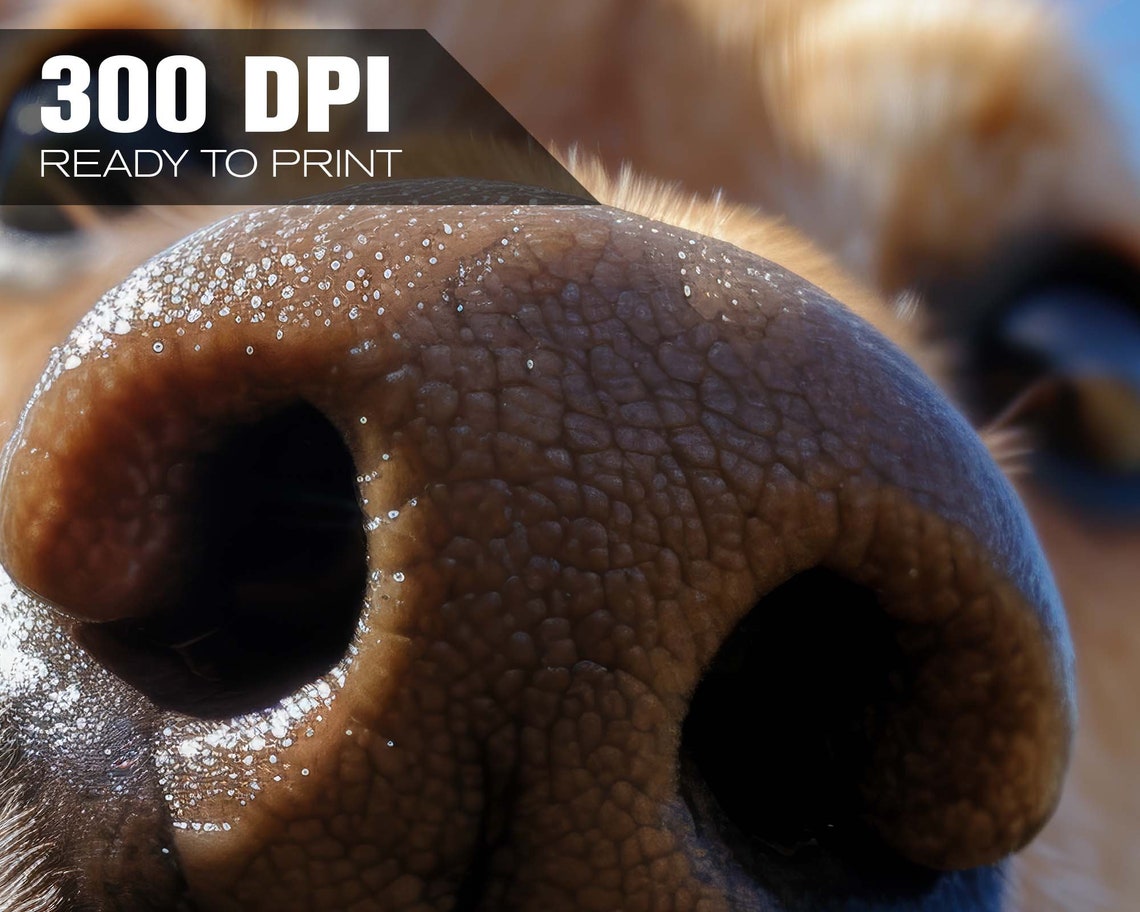 Dog Nose Close Up Funny Muzzle Macro Blue Sky Meadow Photo Poster - Image 4