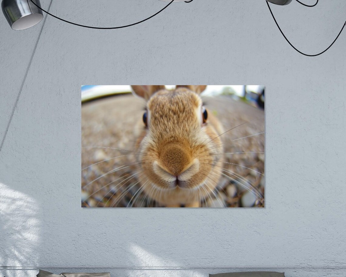 Rabbit Extreme Close Up Funny Bunny Nose Cute Pet Photo Wall Art Poster - Image 3