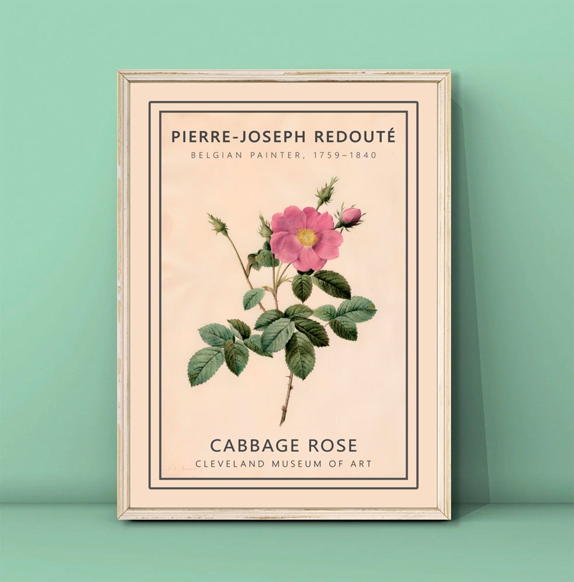 Pierre Joseph Redoute Cabbage Rose Botanical Vintage Art Poster
