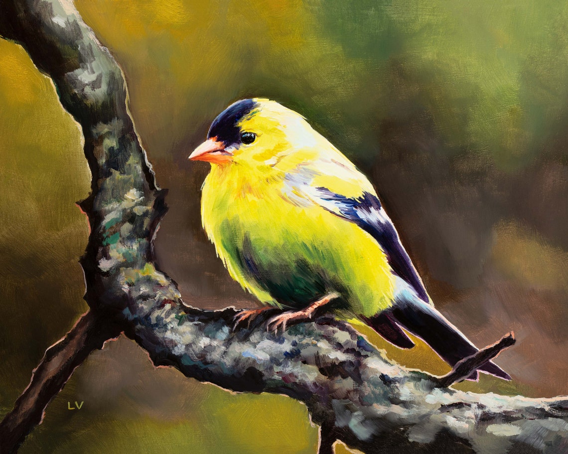 American Goldfinch Perched on a Mossy Branch in Yellow Plumage Poster - Image 6