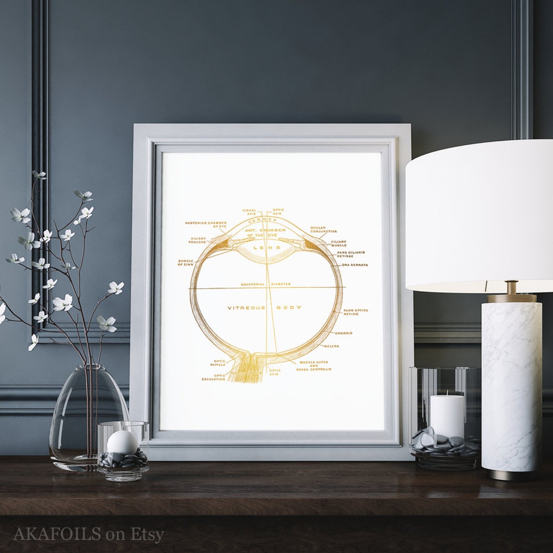 Gold Foil Eyeball Cross Section Optometry Anatomy Vintage Art Print - Image 3