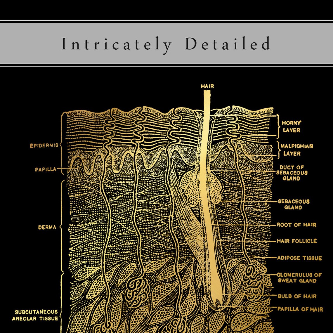 Skin Anatomy Foil Print, Dermatology Office Art - Image 2