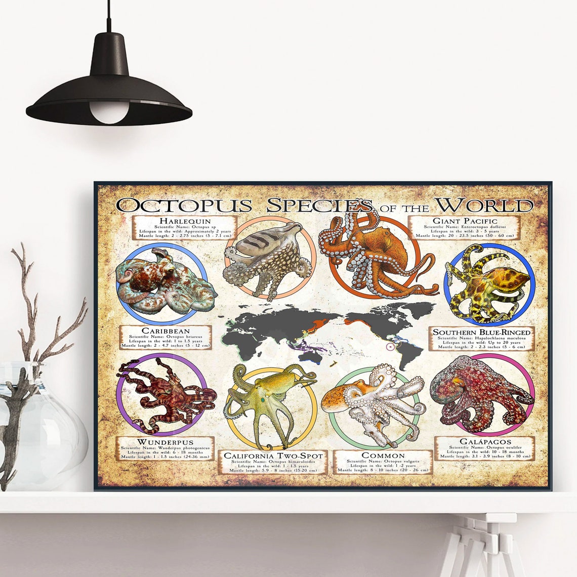 Octopus Species Of The World Poster Retro Octopus Lover Gift Octopus Art Print Education Wall Deco - Image 3
