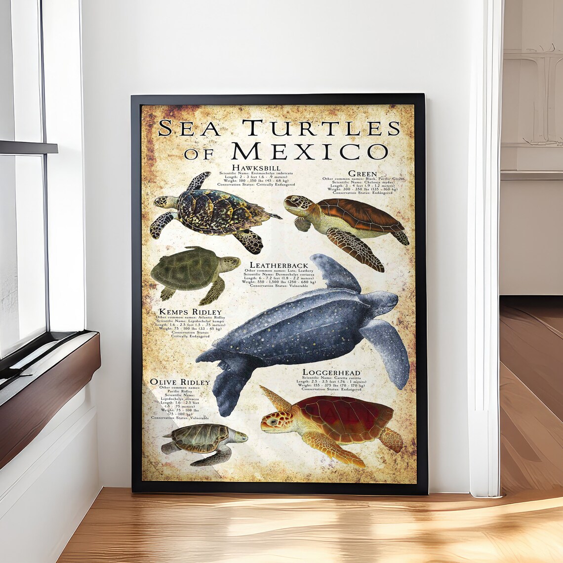 Sea Turtles of Mexico Vintage Species Identification Chart Poster