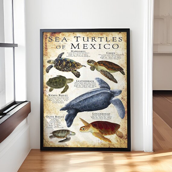 Sea Turtles of Mexico Vintage Species Identification Chart Poster