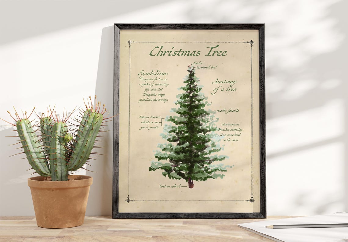 Christmas Tree Anatomy and Symbolism Vintage Botany Study Poster - Image 4