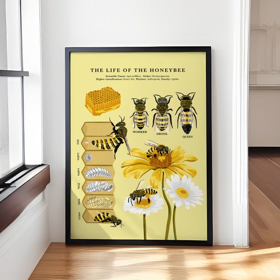 The Life Of The Honey Bee Poster Knowledge Poster Vintage Poster Wall Art Home Decor