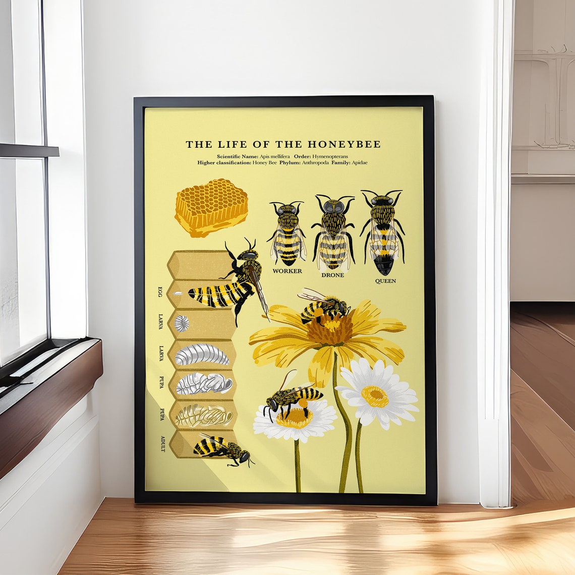 The Life of the Honeybee Educational Lifecycle Anatomy Chart Poster