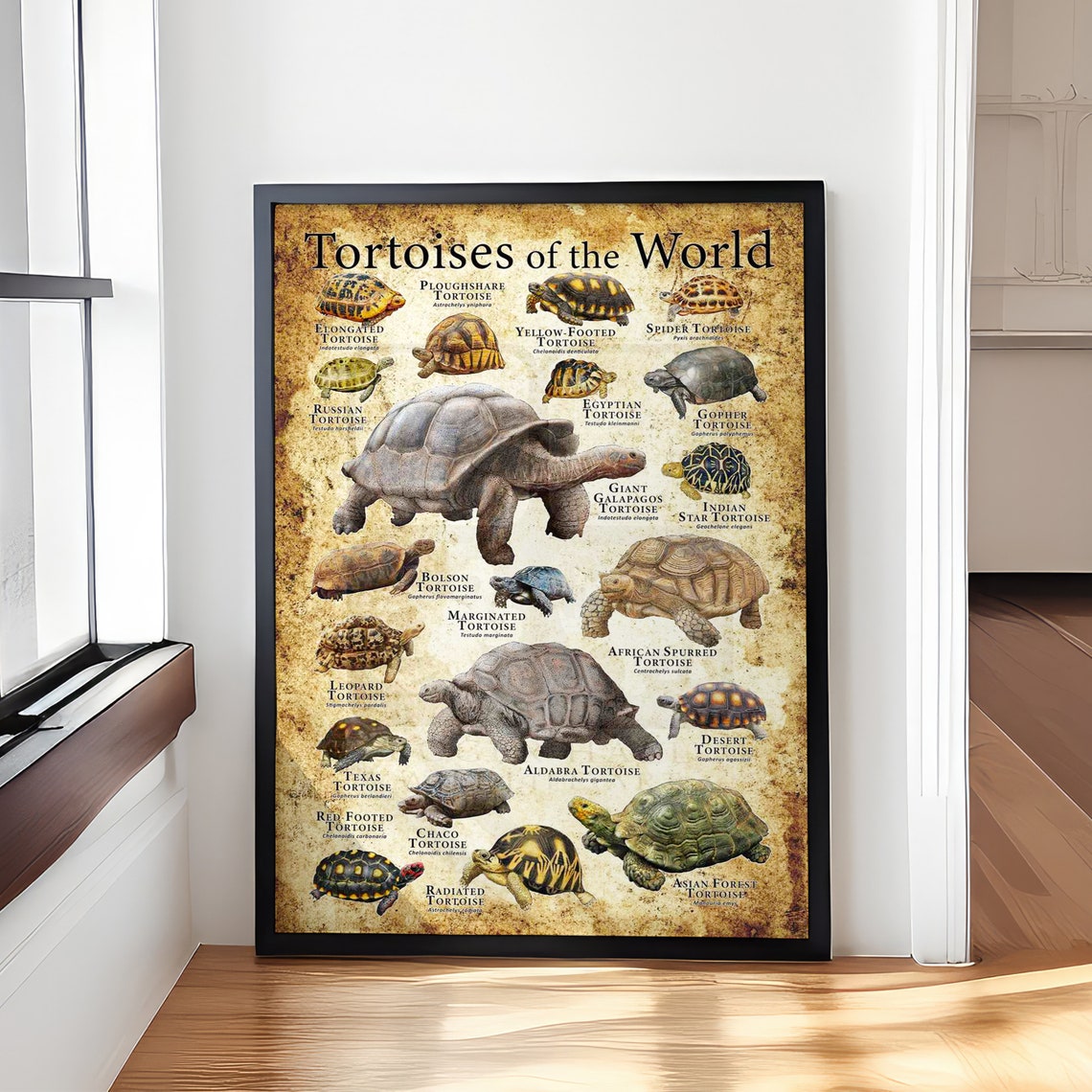 Tortoises of the World Vintage Species Identification Chart Poster