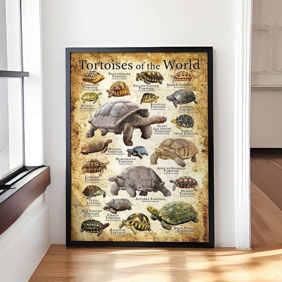 Tortoises of the World Vintage Species Identification Chart Poster