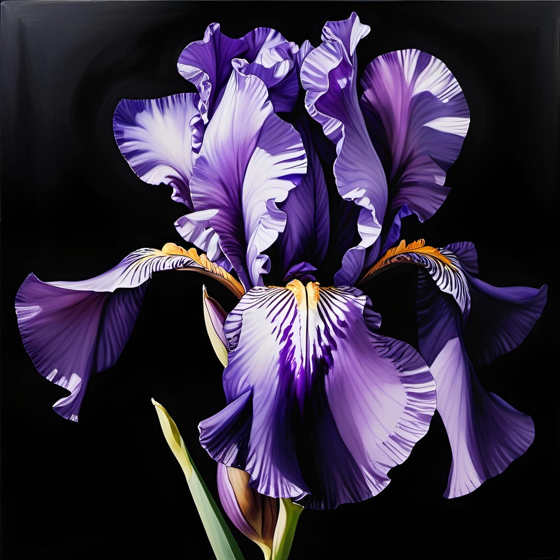 Purple Iris Flower Close Up Black Background Botanical Art Poster