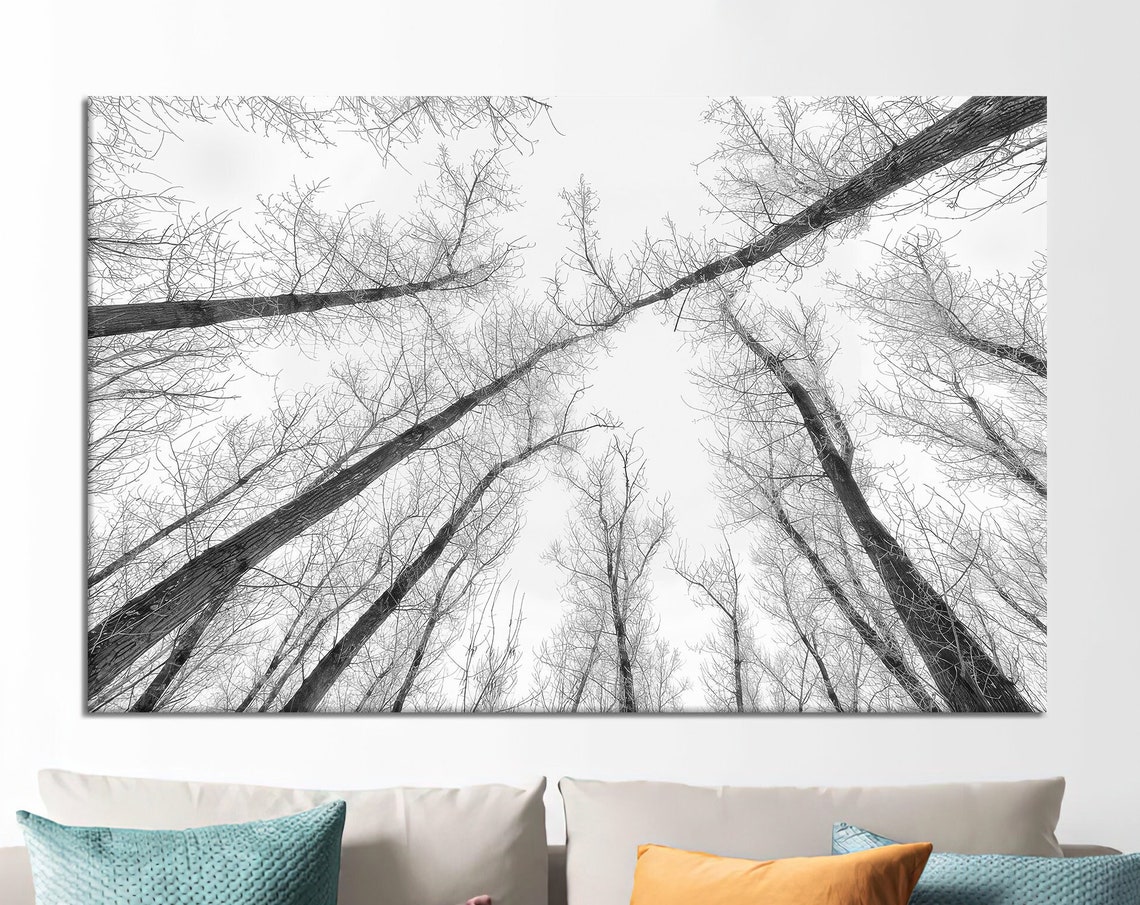 Black And White Photo Of Bare Tree Tops Reaching Toward The Sky Poster