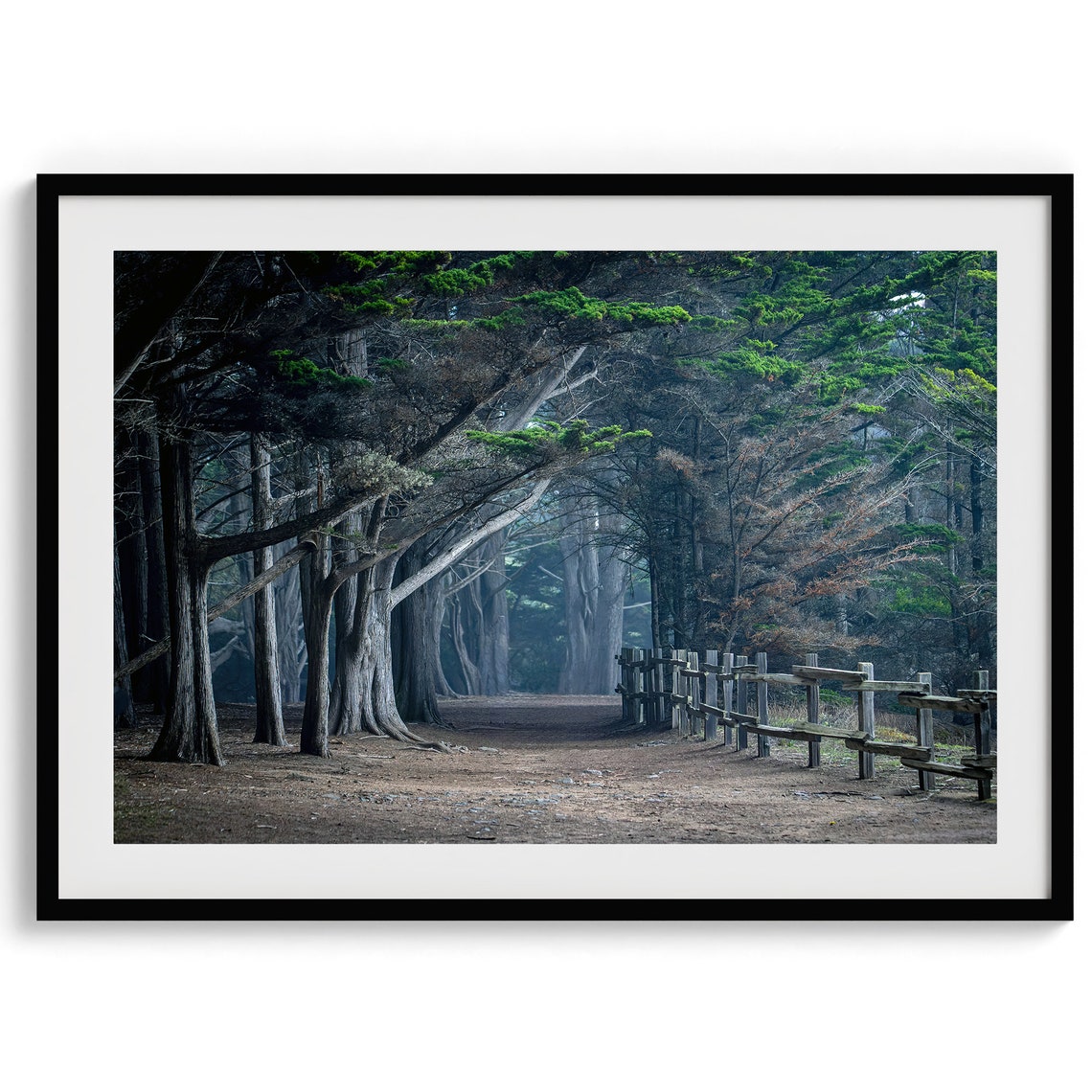 Cypress Tree Tunnel Dark Forest Path Moody Woodland Landscape Print