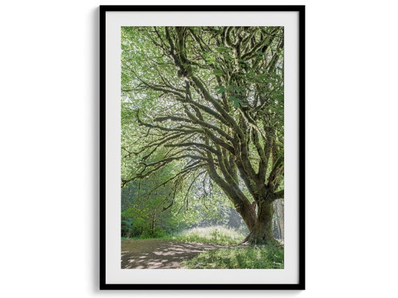 Magical Tree Forest Photography Wall Art Print