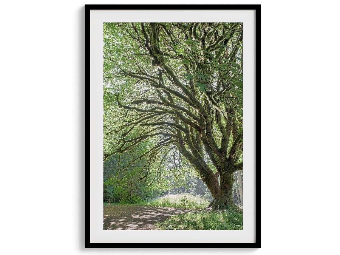 Magical Tree Forest Photography Wall Art Print