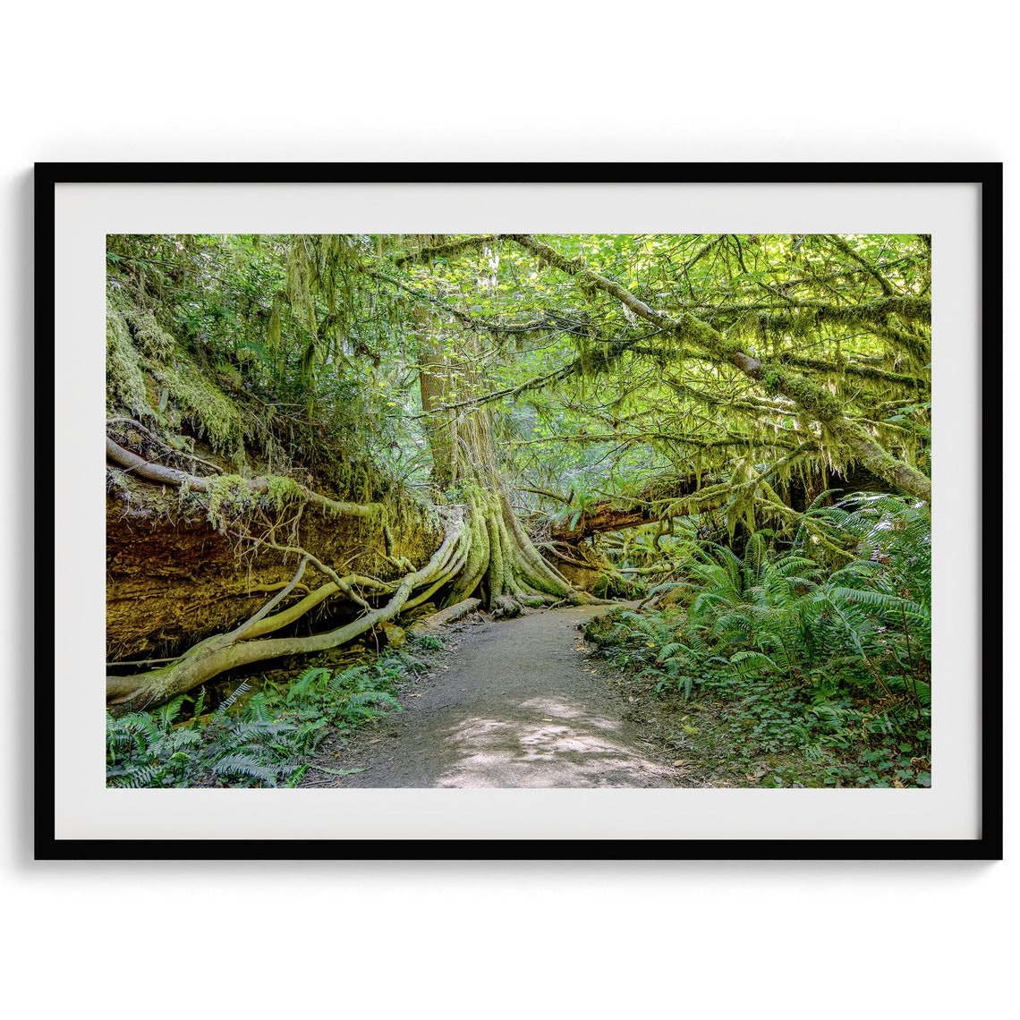 Redwood Forest Moss Covered Fallen Trees Fern Path Nature Walk Poster