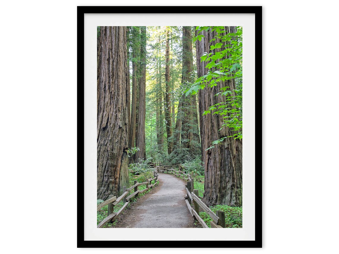 California Redwood Trees Forest Nature Art Print