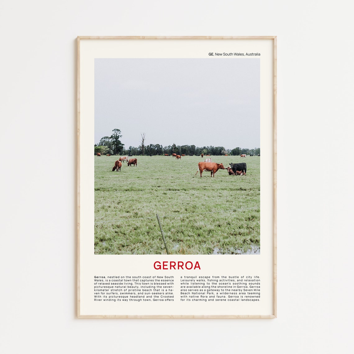 Gerroa Australia Green Countryside Cattle Grazing Pasture Photo Poster